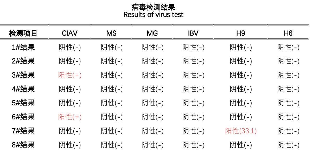 润达常噬用于蛋鸡细菌性疾病混合感染防控成功案例
