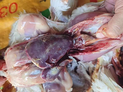 近期疫情逐渐严重,继发感染也明显增多,尤其是鸡源鸭疫的发病尤为明显。大多集中在后期发病,多见于法氏囊炎、传支、流感等病毒病的继发感染。随着气温的变化无常,病毒病多发,鸭疫的防控也要重视起来。 下面就是一例法氏囊炎继发鸭疫的治疗成功案例。 潍坊某客户,笼养大肉食22万,30天。7栋鸡舍。 客户介绍:期中一栋鸡舍发病较重,鸡群从25天开始发病,出蔫鸡,拉稀粪,当时按大肠杆菌治疗配合病毒药,一个疗程后效果不明显,死淘继续增加,然后又用抗体配合的抗生素,用完药依然没见效果,死淘到了200多每天,于是打电话到业务经理,协调公司技术老师现场诊断。 临床症状,大群有轻微呼吸道症状,精神尚可,出瘫鸡和蔫鸡,有的关节肿大,有的拉白色稀粪。 剖检变化,心包炎,肝周炎,腹膜炎,(心包炎和腹膜炎较重,肝周炎较轻),,输卵管栓塞,有的关节肿大有脓液,法氏囊萎缩。 初步诊断,根据临床症状和剖检变化以及发病情况,初步诊断为法氏囊炎继发鸭疫。 治疗方案:常噬每瓶10000只鸡,连用三天,常感佳每袋1500斤水,连用四天。由于刚用完抗体,其他药暂时没用。 回访,用完药后,回访厂长,死淘从200多降到了70多个,大群瘫鸡明显减少,连呼吸道也有较轻。其他鸡舍也都选择这个方案用了药。 小结:由于鸭疫大多以继发感染形式出现,在治疗时一定要弄明白原发病并严格控制,继发感染的鸭疫才会有更好的治疗效果。当然也要合理选择用药才行。本案例开始的用药显然是不对症的,后来虽然用了抗体,控制了原发病,但是继发感染依然没有合理的针对性用药,导致效果不理想,调整了常噬和常感佳后,才有了明显的效果,说明药物的选择还是比较正确的,效果才会更突出。