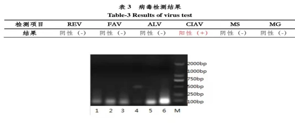 一例常噬配合抗生素治疗传贫继发大肠杆菌的成功案例