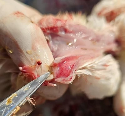 12日龄心脏结节明显、肝脏坏死点