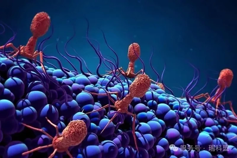 【科普】噬菌体：养殖环境中无处不在的&ldquo;细菌猎手&rdquo;