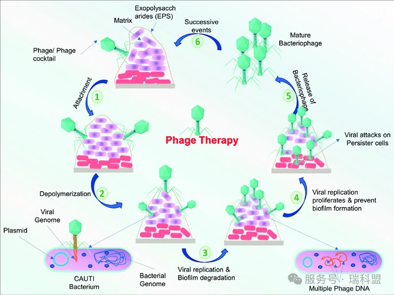 【科普】噬菌体：养殖环境中无处不在的&ldquo;细菌猎手&rdquo;