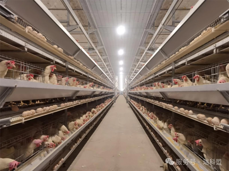 【科普】噬菌体：养殖环境中无处不在的&ldquo;细菌猎手&rdquo;